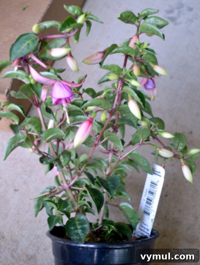 Flower Pot Design for Shade featuring an upright fuchsia as the thriller