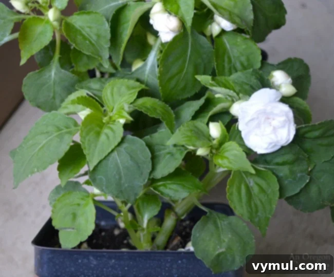 Flower Pot Design for Shade using white double rose impatiens as filler