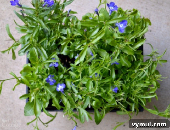 Flower Pot Design for Shade with trailing lobelia as a spiller plant