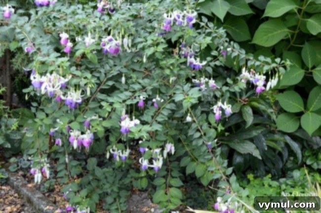 Plants for Gardening in the Shade-purple and white fuchsia