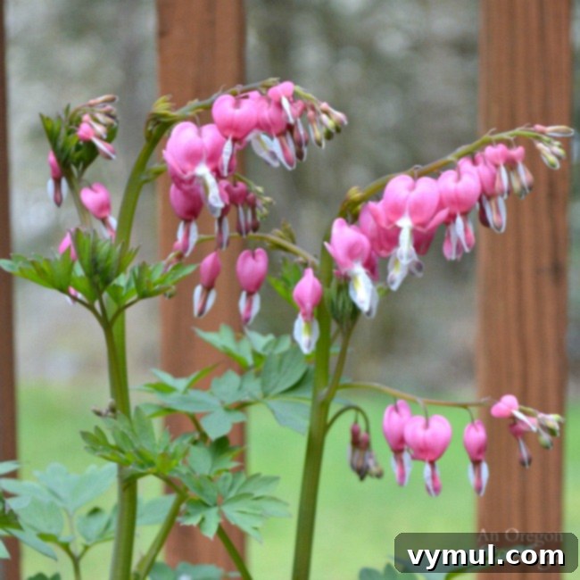 Plants for Gardening in the Shade-bleeding heart