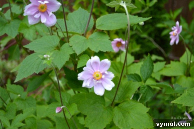 Plants for Gardening in the Shade-Japanese Anemone