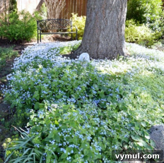 Plants for Gardening in the Shade-brunnera-phlox-bishops weed
