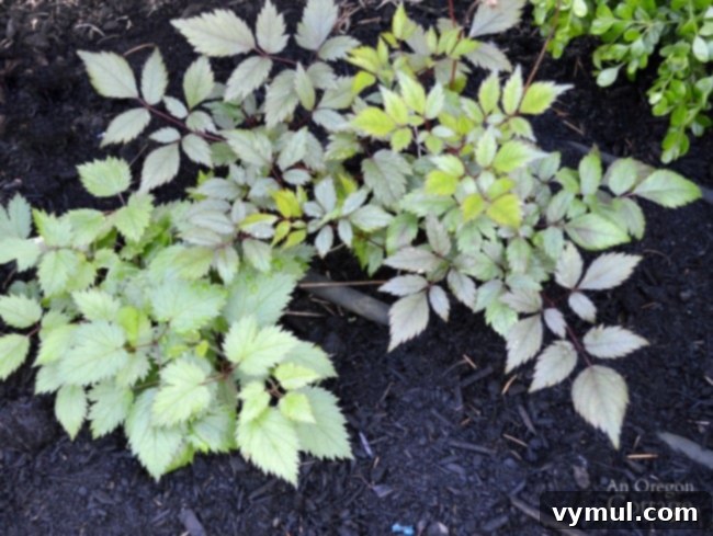 Plants to avoid-Astilbe