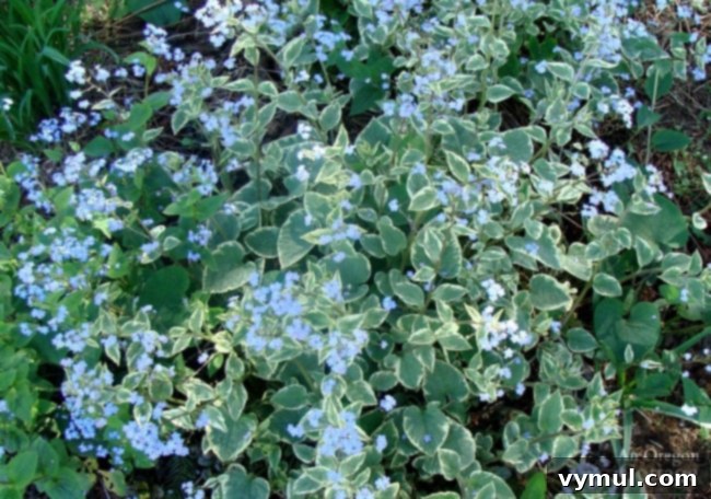 Plants for Gardening in the Shade-Jack Frost Brunnera