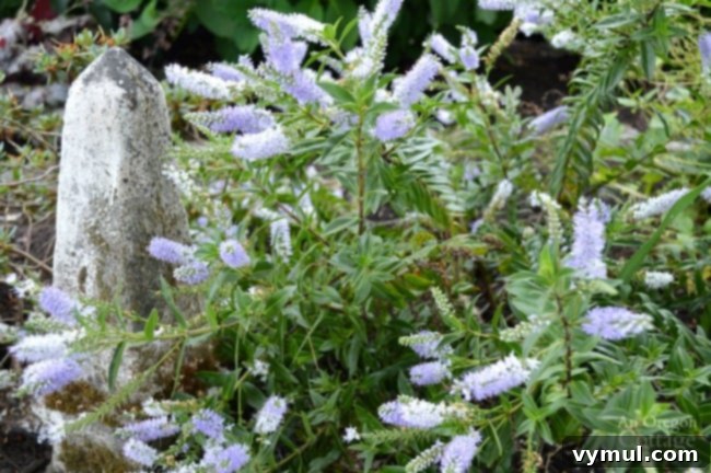 Plants for Gardening in the Shade-Purple Hebe