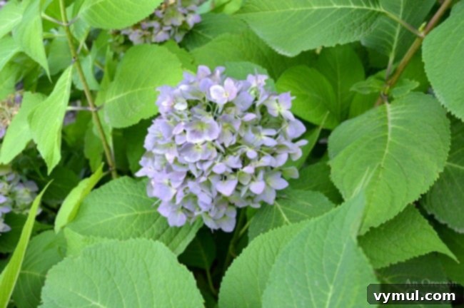 Plants for Gardening in the Shade-hydrangea