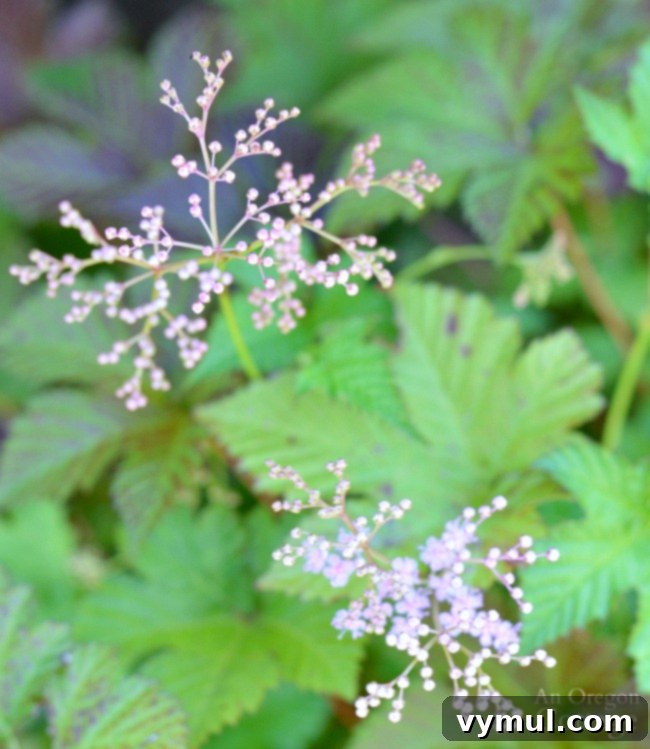 Plants for Gardening in the Shade-Foamflower