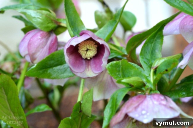 Plants for Gardening in the Shade-purple hellebore
