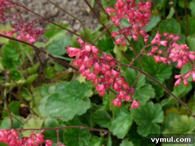 Plants for Gardening in the Shade-Heuchera-coral bells