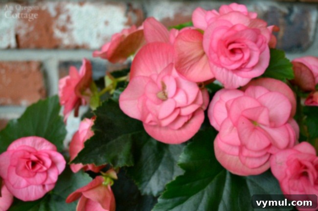 Plants for Gardening in the Shade-pink begonia