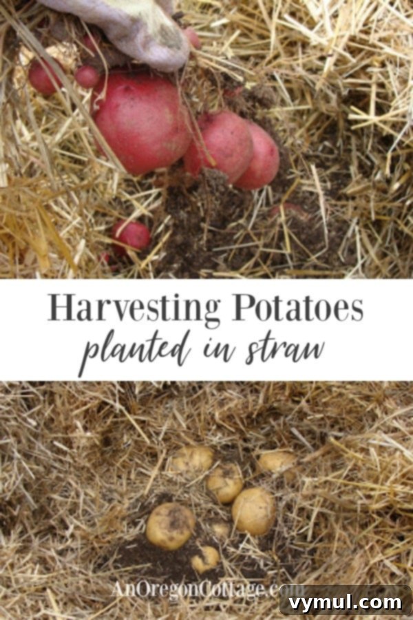 Effortless Potato Harvesting: The Straw Hilling Method 2 Harvesting potatoes