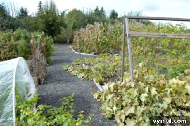 Fall-winter garden tasks-clean up vegetable garden