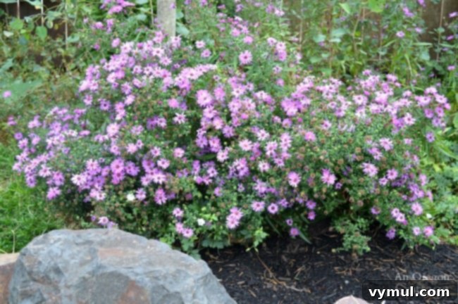 Fall-winter garden tasks-weed and mulching asters