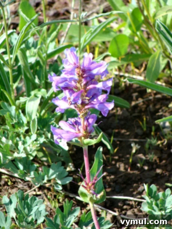 Hells Canyon: An Oregon Cottage Epic 4 Close-up of wild purple penstemon flowers blooming in Hells Canyon, Oregon.