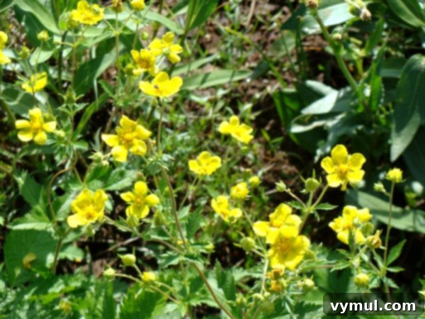 Hells Canyon: An Oregon Cottage Epic 5 Close-up of wild yellow potentilla-like flowers found in Hells Canyon, Oregon.
