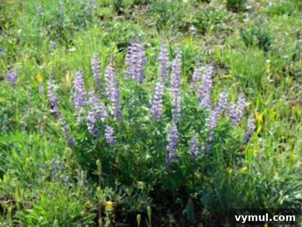 Hells Canyon: An Oregon Cottage Epic 6 Close-up of wild purple lupine flowers blooming widely in Hells Canyon, Oregon.
