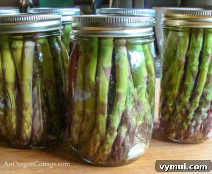 Mastering Pickled Asparagus A Simple Canning Tutorial 17 jars of pickled and canned asparagus