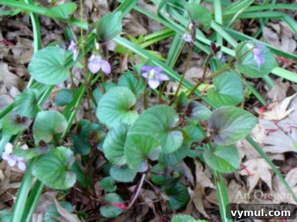 wild violet