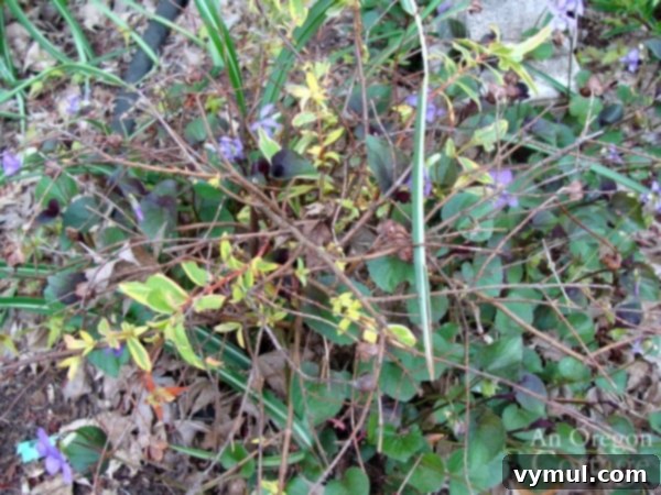 wild violet killing plant