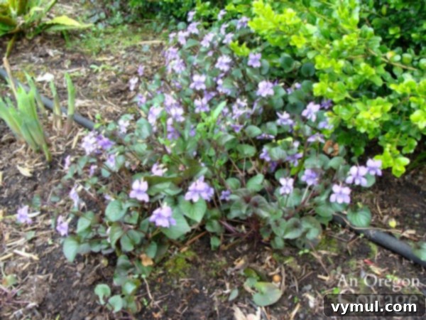 wild violet growing