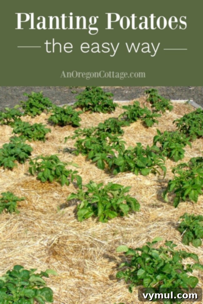 No-Dig Potatoes: The Simple Straw Method 2 Planting potatoes the easy way with straw