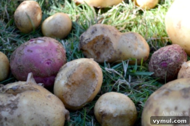 No-Dig Potatoes: The Simple Straw Method 12 vole eaten potato harvest