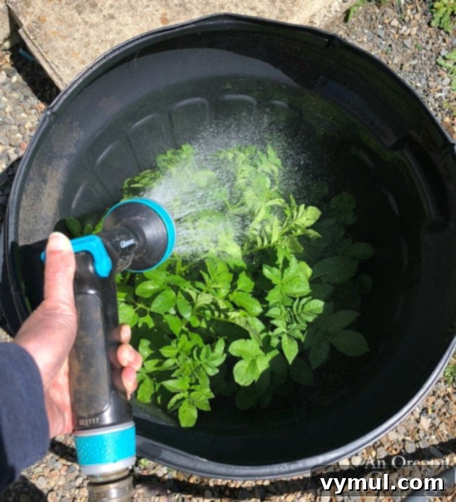 No-Dig Potatoes: The Simple Straw Method 13 Growing potatoes in a garbage can