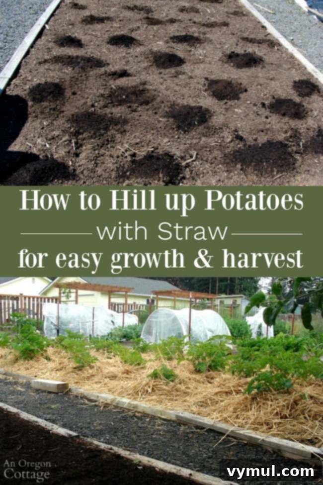 No-Dig Potatoes: The Simple Straw Method 14 Grow potatoes with straw for easy growth-harvest