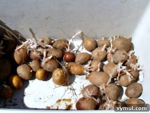 No-Dig Potatoes: The Simple Straw Method 4 Easy Potato planting-sprouted potatoes