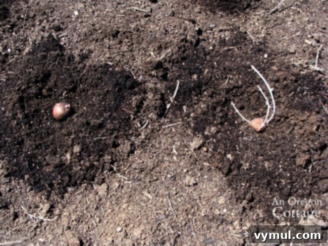 No-Dig Potatoes: The Simple Straw Method 6 easy potato planting-planting tubers