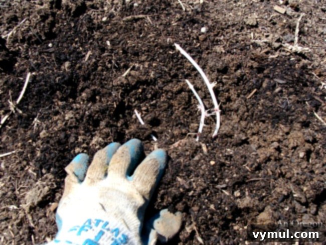 No-Dig Potatoes: The Simple Straw Method 7 easy potato planting-covering tuber