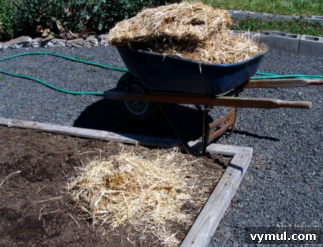 No-Dig Potatoes: The Simple Straw Method 8 easy potato planting-covering hills with straw