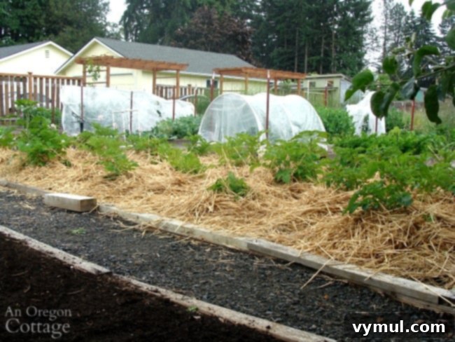 No-Dig Potatoes: The Simple Straw Method 10 potatoes hilled with straw