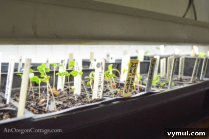 Seedlings One Week under lights