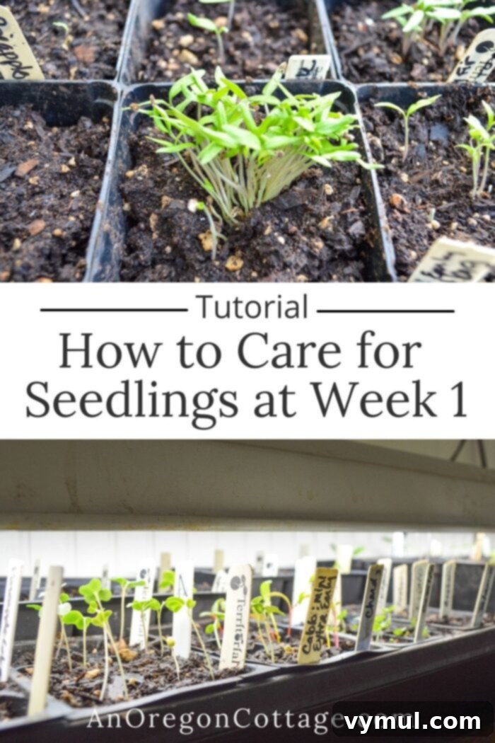 tutorial-care for seedlings week 1