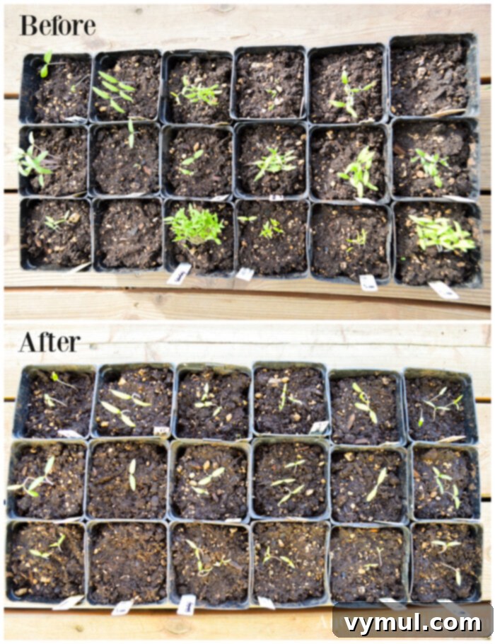 large seedling trays before-after thinning