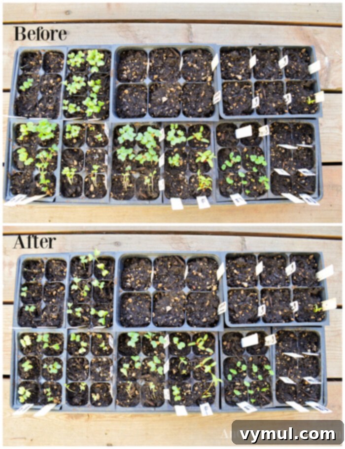 small seedling trays before-after thinning