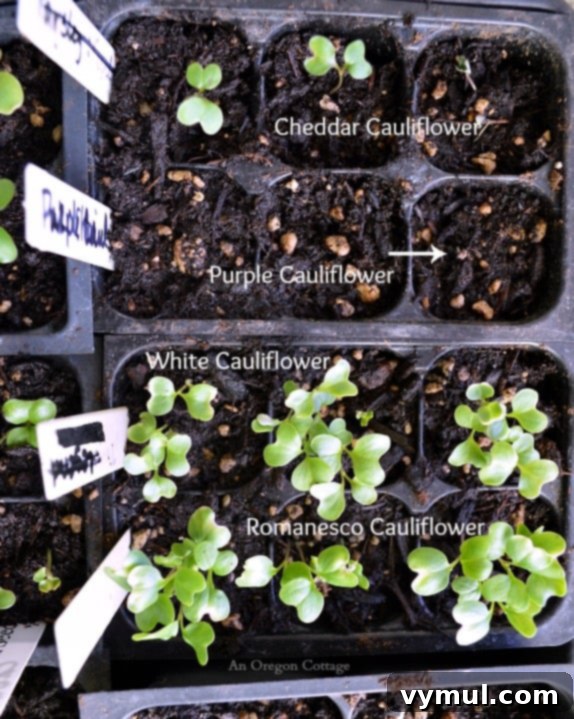 Caring for Seedlings at One Week - Cauliflower Comparison - An Oregon Cottage