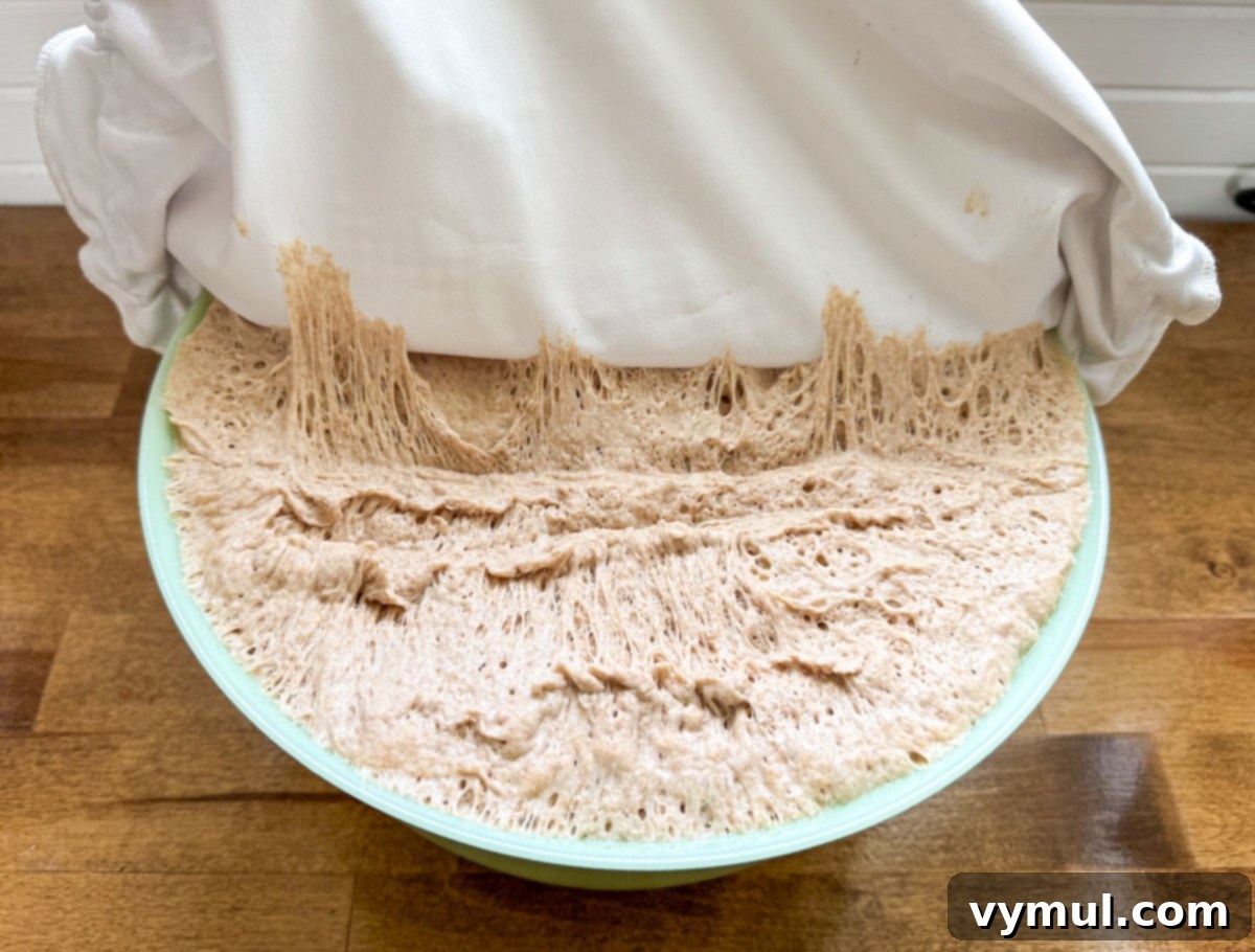 Foolproof Dutch Oven Whole Wheat Artisan Bread 11 Step 4: Fully risen artisan bread dough in a large bowl, ready for storage or baking.