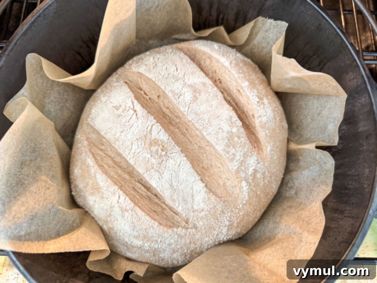 Foolproof Dutch Oven Whole Wheat Artisan Bread 15 Step 8: Slashed bread dough being carefully transferred into a hot Dutch oven.
