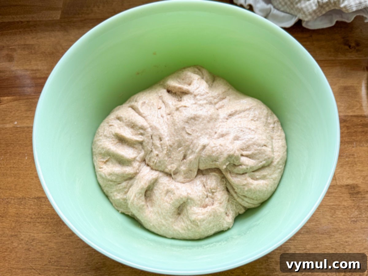 Foolproof Dutch Oven Whole Wheat Artisan Bread 9 Step 3: Artisan bread dough rising in a large green bowl, covered loosely.