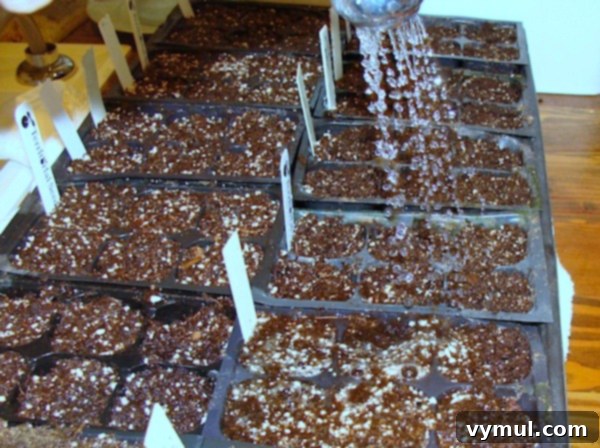 From Seed to Sprout Your Complete Growing Handbook 6 Seed Starting - Watering seeds with a gentle spray