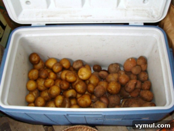 Keep Your Homegrown Potatoes Fresh Longer 4 February potatoes stored