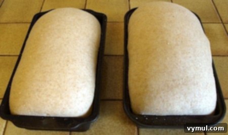 Two loaves of golden-brown whole wheat sandwich bread dough, perfectly risen above the pans, showing ideal readiness for baking.