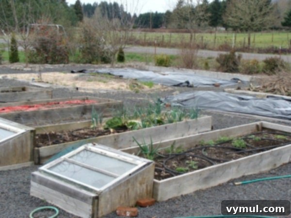 Ep. 4: Weed Woes, Plastic Wins, and Spice Rub Secrets 3 Weed killing with plastic in an easy care raised bed garden.