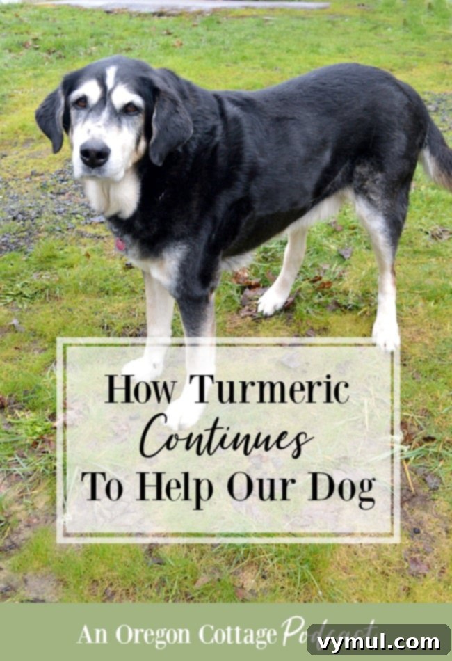 The Golden Spice: How Turmeric Keeps Our Dog Healthy 2 Swiss Mountain-Lab mix dog on grass with turmeric healing.