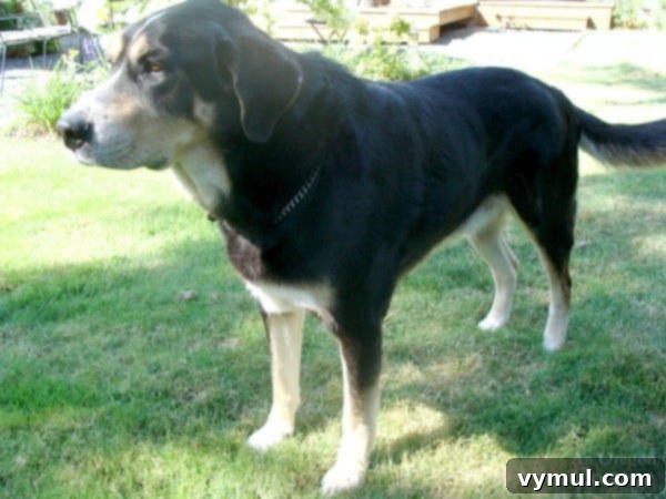 The Golden Spice: How Turmeric Keeps Our Dog Healthy 3 Swiss Mountain-Lab Mix dog on grass