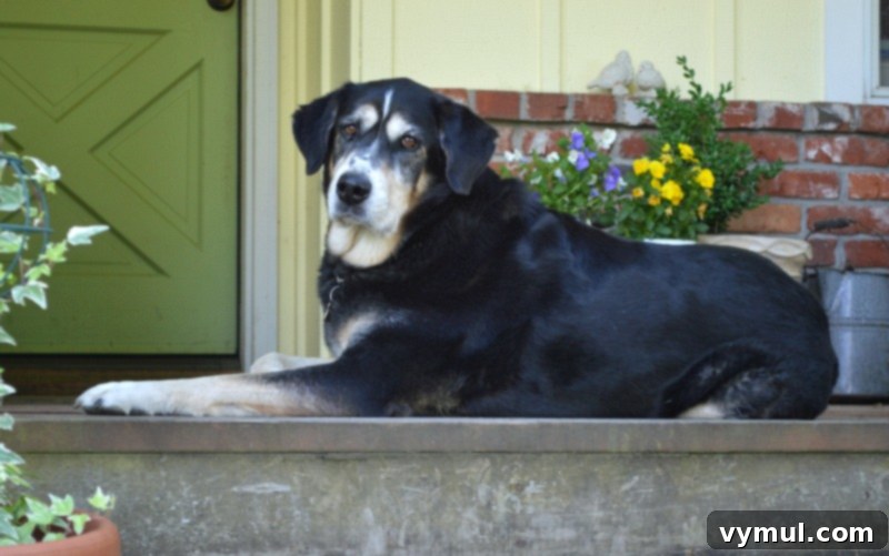 The Golden Spice: How Turmeric Keeps Our Dog Healthy 4 Samson on Porch