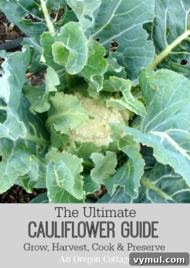 Healthy cauliflower plant with a large, creamy white head ready for harvest in a garden bed.